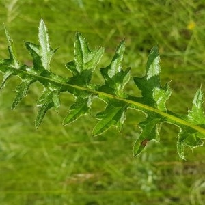 Photographie n°2189526 du taxon Cirsium tuberosum (L.) All. [1785]