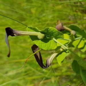 Photographie n°2189532 du taxon Aristolochia rotunda L. [1753]