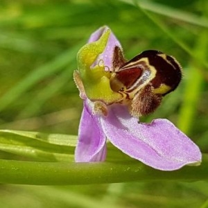 Photographie n°2189536 du taxon Ophrys apifera Huds. [1762]