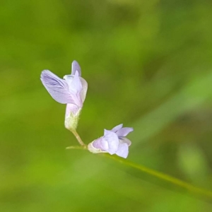 Photographie n°2189599 du taxon Vicia tetrasperma (L.) Schreb. [1771]