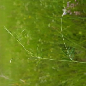 Photographie n°2189601 du taxon Vicia tetrasperma (L.) Schreb. [1771]