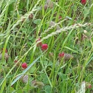 Photographie n°2189602 du taxon Trifolium incarnatum L. [1753]