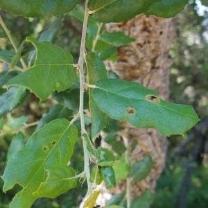 Photographie n°2189609 du taxon Quercus suber L. [1753]