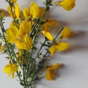 Photographie n°2189650 du taxon Cytisus scoparius (L.) Link [1822]