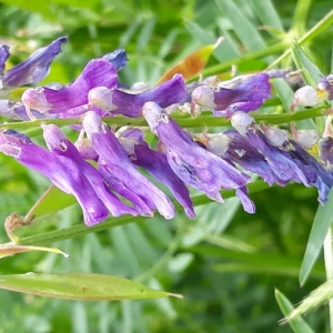 Photographie n°2189780 du taxon Vicia cracca L. [1753]