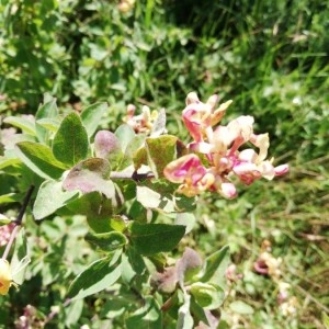 Photographie n°2189785 du taxon Lonicera periclymenum L. [1753]