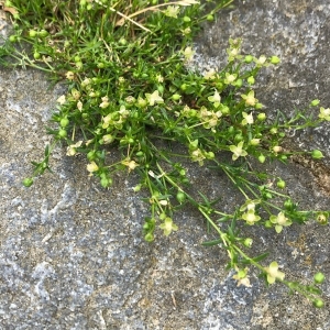 Photographie n°2189890 du taxon Sagina procumbens L. [1753]