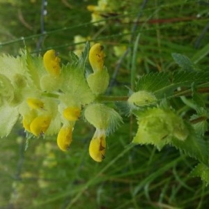 Photographie n°2189894 du taxon Rhinanthus alectorolophus (Scop.) Pollich [1777]