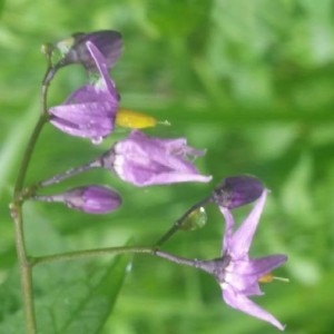 Photographie n°2189901 du taxon Solanum dulcamara L. [1753]