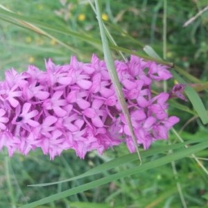 Photographie n°2189911 du taxon Anacamptis pyramidalis (L.) Rich. [1817]