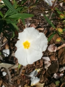 Bertrand BONNET, le  7 mai 2018 (Rayol-Canadel-sur-Mer (Jardin du RAYOL))