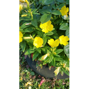 Oenothera fruticosa L.