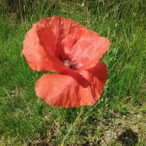 Photographie n°2189971 du taxon Papaver rhoeas L. [1753]