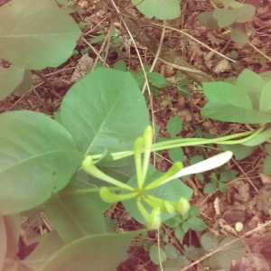 Photographie n°2189976 du taxon Lonicera periclymenum L. [1753]