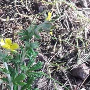 Photographie n°2190005 du taxon Potentilla verna L. [1753]