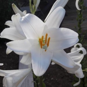 Photographie n°2190014 du taxon Lilium candidum L. [1753]