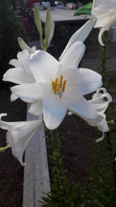 Anonyme, le  1 juin 2018 (Draguignan)