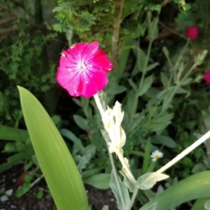 Photographie n°2190022 du taxon Lychnis coronaria (L.) Desr. [1792]