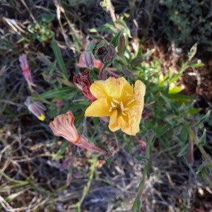 Photographie n°2190028 du taxon Oenothera stricta Ledeb. ex Link [1821]