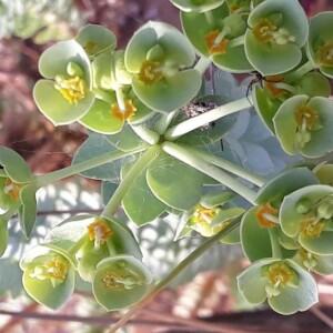 Photographie n°2190060 du taxon Euphorbia paralias L. [1753]