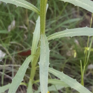  - Erysimum nevadense Reut. [1855]