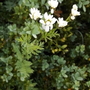 Photographie n°2190121 du taxon Tanacetum corymbosum (L.) Sch.Bip. [1844]