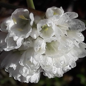 Photographie n°2190145 du taxon Armeria arenaria (Pers.) Schult. [1820]