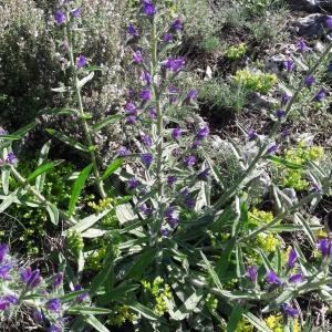 Photographie n°2190159 du taxon Echium vulgare L. [1753]