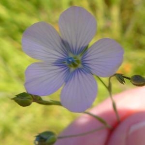 Photographie n°2190204 du taxon Linum usitatissimum L. [1753]