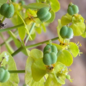 Photographie n°2190213 du taxon Euphorbia dendroides L. [1753]