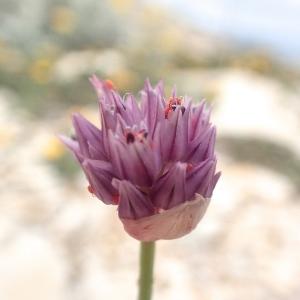 Photographie n°2190284 du taxon Allium acutiflorum Loisel. [1809]