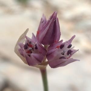 Photographie n°2190289 du taxon Allium acutiflorum Loisel. [1809]
