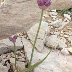 Photographie n°2190292 du taxon Allium acutiflorum Loisel. [1809]