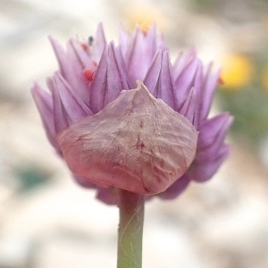  - Allium acutiflorum Loisel. [1809]