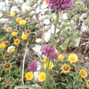 Photographie n°2190294 du taxon Allium acutiflorum Loisel. [1809]