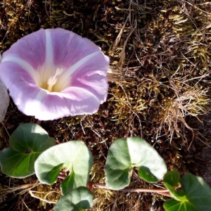 Photographie n°2190301 du taxon Convolvulus soldanella L. [1753]