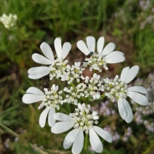 Photographie n°2190324 du taxon Orlaya grandiflora (L.) Hoffm. [1814]