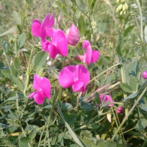 Photographie n°2190385 du taxon Lathyrus tuberosus L. [1753]