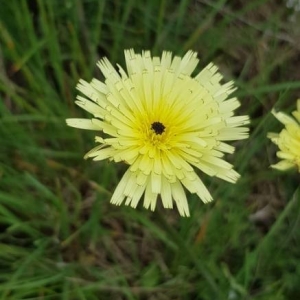 Photographie n°2190415 du taxon Urospermum dalechampii (L.) Scop. ex F.W.Schmidt [1795]