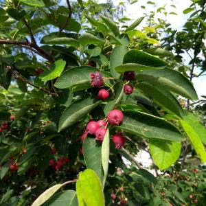 Photographie n°2190479 du taxon Prunus lusitanica L. [1753]