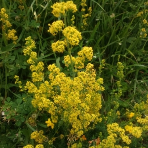 Photographie n°2190491 du taxon Galium verum L. [1753]