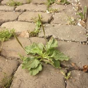 Photographie n°2190508 du taxon Plantago major L.