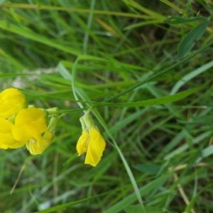 Photographie n°2190510 du taxon Lathyrus pratensis L. [1753]