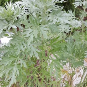 Photographie n°2190511 du taxon Artemisia absinthium L. [1753]