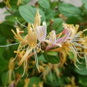 Photographie n°2190517 du taxon Lonicera caprifolium L. [1753]