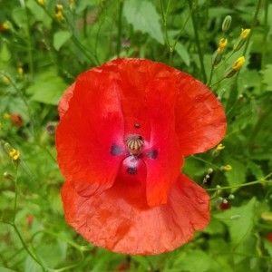 Photographie n°2190518 du taxon Papaver rhoeas L.