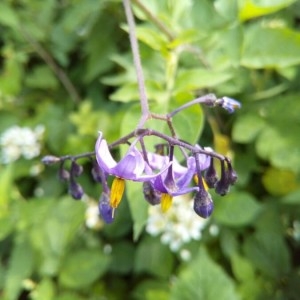 Photographie n°2190588 du taxon Solanum dulcamara L. [1753]