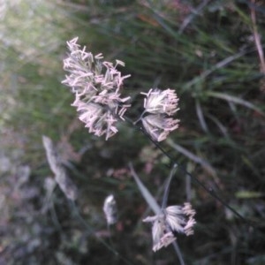 Photographie n°2190593 du taxon Dactylis glomerata L.