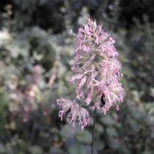 Photographie n°2190594 du taxon Dactylis glomerata L.