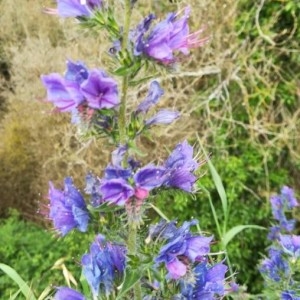 Photographie n°2190644 du taxon Echium vulgare L. [1753]